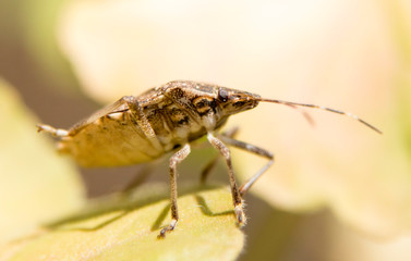 Shield bug macro