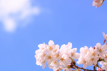 青空にさわやかな青空に