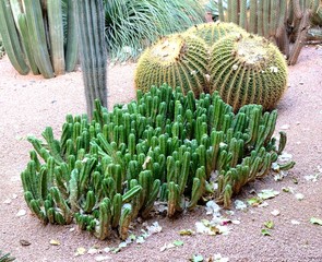 A cactus is a member of the plant family Cactaceae,a family comprising about 127 genera with some 1750 known species of the order Caryophyllales