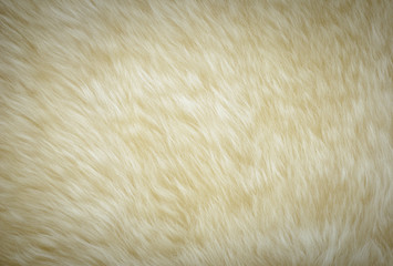 background and textured of real white cream wool sheep