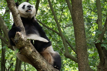 Obraz premium Panda in the Tree