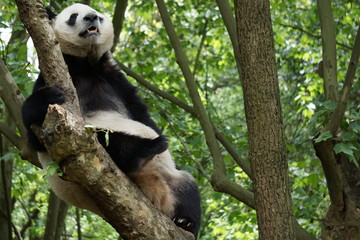 Fototapeta premium Panda in the Tree