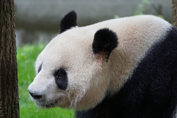 Fototapeta premium Cute Panda