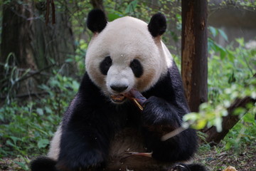 Obraz na płótnie Canvas Panda Eating Bamboo