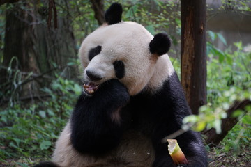 Panda Eating Bamboo