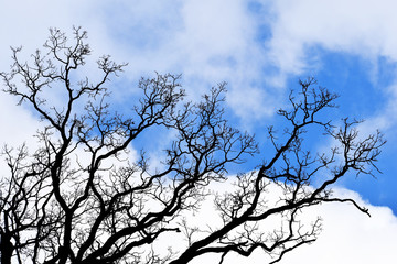 Tree branches silhouette without leaves on blue cloudy sky background.