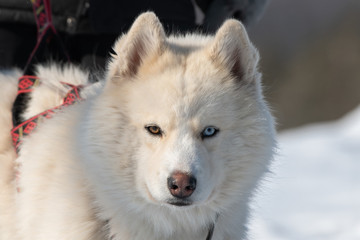 Obraz premium husky with different eyes. A portrait of a Husky dog with heterochromia in winter