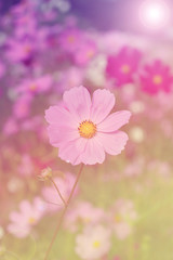 Cosmos flowers background