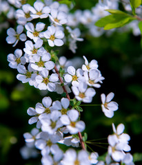雪柳と一滴の雨粒