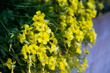 春のラッパたち