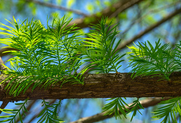 Obraz premium Fir tree branch close-up