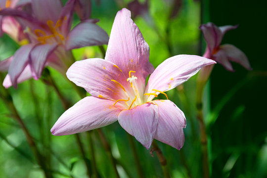 Pink lilly in the garden 
