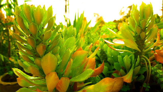 Ornamental cactus with sharp spines