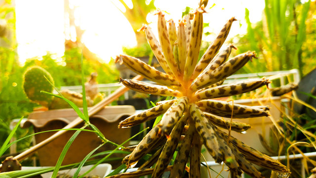 Ornamental cactus with sharp spines