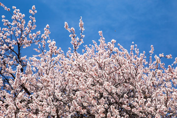 Spring flowers. Branches of flowering apricot against the blue sky. White blossom. Spring background.