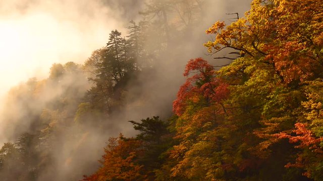 朝霧漂う紅葉の森
