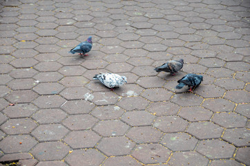 Pictures of pigeons are eating at Batu Cave, Malaysia