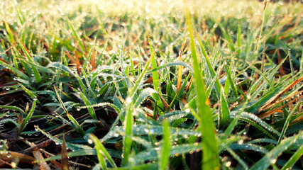 Dew on the top of the grass in the morning