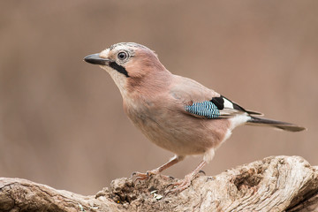 Jay sitting on branch