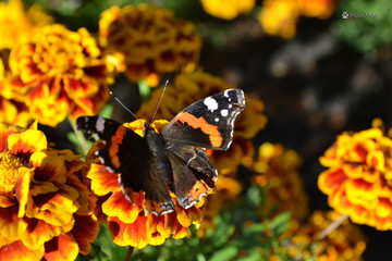 The extraordinary world of insects of our planet 6