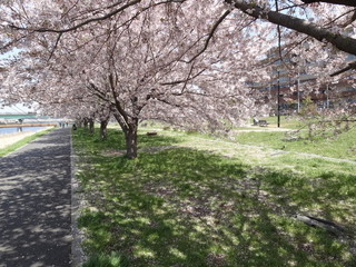 Obraz premium 新川の桜