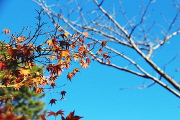 branch of a tree with red leaves on blue sky