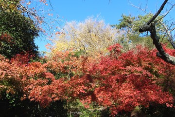 trees in autumn