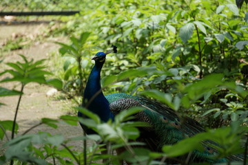 Obraz premium Peacock