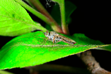 Fly insects, the stolen fly