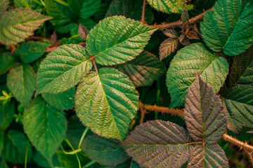 Green leaves texture