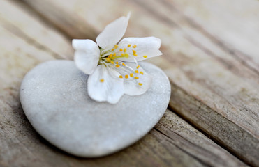 Fototapeta na wymiar flower of fruit tree on a heart-shaped pebble on wooden board