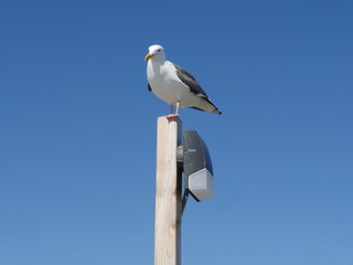 seagull on post