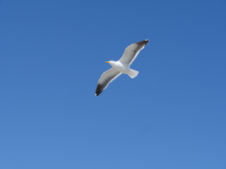 seagull in flight