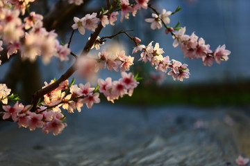 In full bloom in the peach blossom