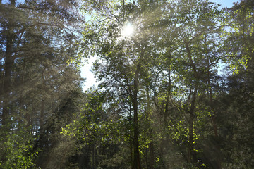 Fototapeta premium the bright sun filtering through the leaves of the trees in the forest