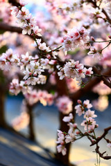 In full bloom in the peach blossom