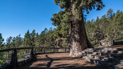 Fototapeta na wymiar A large ancient pine