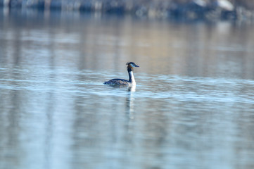 Crested grebe in water