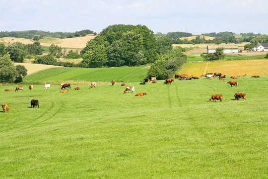 Cows graze on the eco-friendly field, next to the farm. Cow pasture. Island Samsoe, is a Danish island in the Kattegat. Summer, Denmark, Scandinavia.