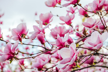 Obraz na płótnie Canvas Magnolia flower blossom background