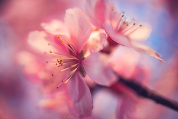 Fototapeta na wymiar Soft focused pink blooming blossom. Macro shot of coming spring