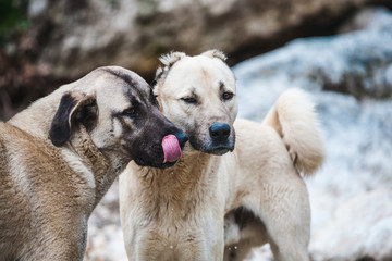 Two Caucasian Shepherd Dogs Close Up.