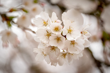 Cherry blossoms blooming in full