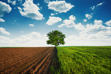 Fototapeta na wymiar Green tree in the agricultural fields with cloudy sky