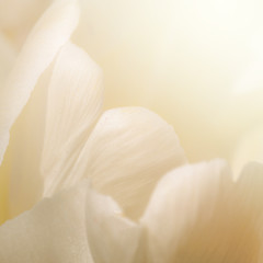 Fototapeta na wymiar Soft Flower Background