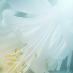 Fototapeta na wymiar Soft Flower Background