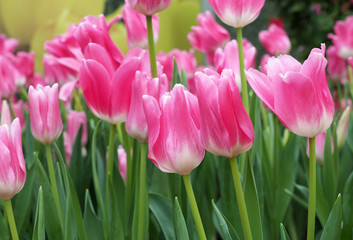 Pink tulip flowers