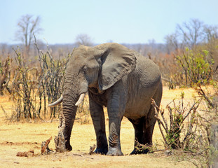 Fototapeta na wymiar Vibrant image of an African Bull Elephant standing in the African Bush, with a plae blue clear sky and yellow dried grass. Hwange National Park, Zimbabwe