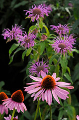 Close up of flower border with Echinacea purpurea and pink Monarda