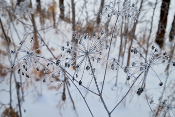 Snow covered plants in winter in the middle lane of Russia